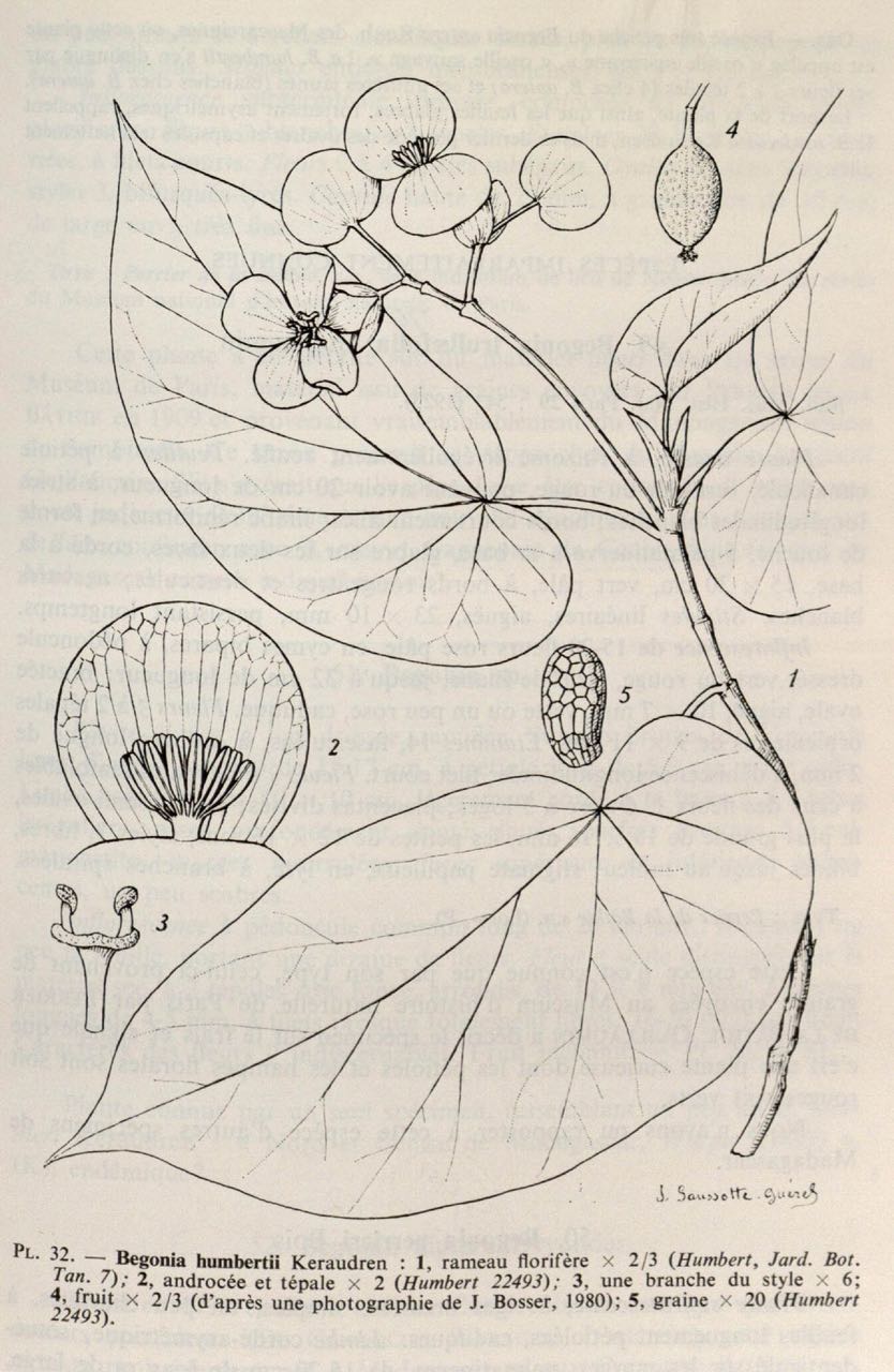 B. humbertii